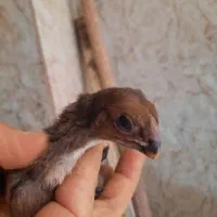 جوجه هندی|حیوانات مزرعه|رباط‌کریم, نصیرشهر|دیوار