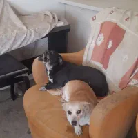 پت های فروشی|سگ|مشهد, فاطمیه|دیوار