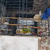 یک جفت گرینچیک سالم ‌ مخصوص جوجه کشی|پرنده|رودهن, |دیوار