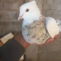 کبوتر طوقی وقفس|پرنده|برخوار, |دیوار