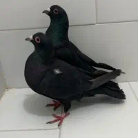 زرد دم سفید و کلاغ کوگ|پرنده|کرمان, |دیوار