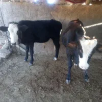 ۲ راس گوساله نر