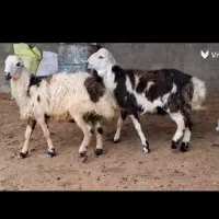 بره قوچ پلنگی میش کله سفید