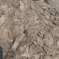 کودبوقلمون