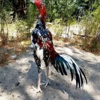 لاری  درجه یک