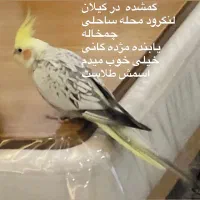 ساکن تهران کَمشده درکَیلان یابنده مرده کَانی خووب