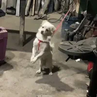 سگ تربیت شده