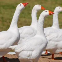 فروش غاز بالغ