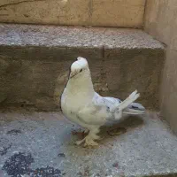 کفتر نوک قناری و چهار تا جوجه تهرونی