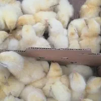 جوجه گوشتی ارین پلاس زیر فی زیر فی
