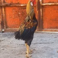 خروس