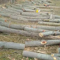 خرید درخت صنوبر و بید و میوه