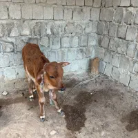 گاو شیری|حیوانات مزرعه|قشم, |دیوار