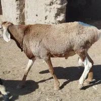 قوچ چینی دو دندون هست شهرستان درح|حیوانات مزرعه|درح, |دیوار