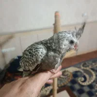 جوجه عروس هلندی|پرنده|تهران, بهارستان|دیوار