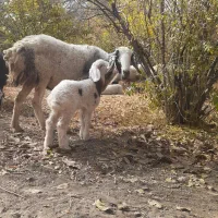 میش بره دار جون