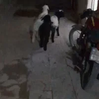 4عددبرنرعلف خور