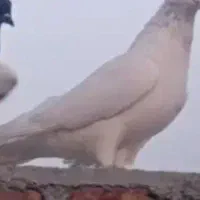 کبوتر رفتنی گمشده