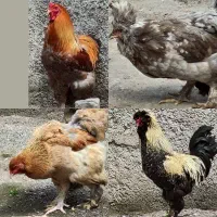 برهما و سلطان