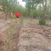 فروش-باغ