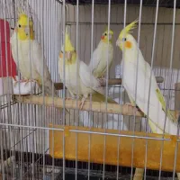 فروش عروس هلندی جوجه وبالغ