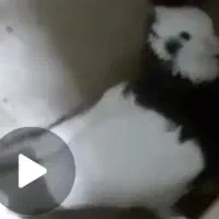 طوقی سیاه گونه دار|پرنده|قزوین, |دیوار