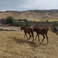 مادیان|اسب و تجهیزات اسبسواری|گچی, |دیوار