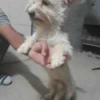 گمشده پاپی سفید|حیوانات|نجفآباد, جلال آباد|دیوار