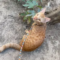 گربه‌ی نر طلایی dsh