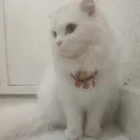 گربه اسکاتیش فولد شناسنامه دار