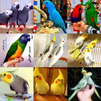 کاسکو اکلکتوس عروس هلندی سنگال سخنگو رقاص مولد