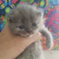 گربه اسکاتیش|گربه|گرگان, |دیوار