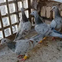 کوهی|پرنده|همدان, |دیوار