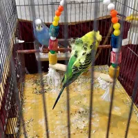 دوعددمرغ عشق