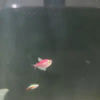 لابستر و آنجل|ماهی|تهران, پردیسان|دیوار