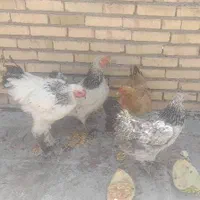 مرغ و خروس برهما|حیوانات مزرعه|مشهد, عامل|دیوار