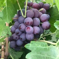 باغبانی،هَرس کاری و پیوند زنی|خدمات باغبانی و درختکاری|تبریز, |دیوار