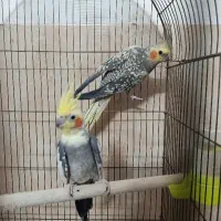 یه جفت عروس کارداده