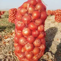 نگین و طلای ۲۴ عیار خوراکی|حراج|شیراز, زرهی|دیوار