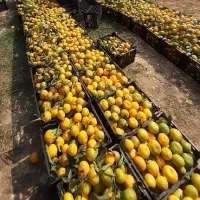 خرید باغ پرتقال و نارنگی مرکبات|خدمات باغبانی و درختکاری|گرگان, |دیوار