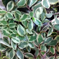 گل آپارتمانی آدنیوم حسن یوسوف پسونیا قاشقی شرابی|گل و گیاه طبیعی|شیراز, شیخ علی چوپان|دیوار