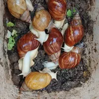 فروش حلزون جهت حلزون تراپی