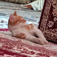 واگذاری گربه|گربه|کرمانشاه, |دیوار