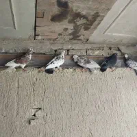 فروش کبوتر|پرنده|اصفهان, جاوان|دیوار