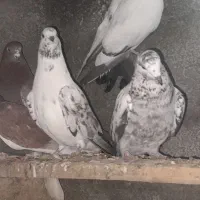 جفتی ۳۵۰|پرنده|خنداب, |دیوار