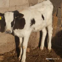 فروش
