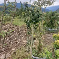 پای مورت شمشاد. یاس هلندی. ژینگو وکامیس نوکدار