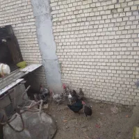 مرغ و خروس بزرگ|حیوانات مزرعه|رامشیر, |دیوار