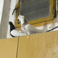 دو عدد طوقی نر|پرنده|مشهد, مشهدقلی|دیوار