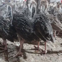 جوجه بوقلمون ۳۵روزه